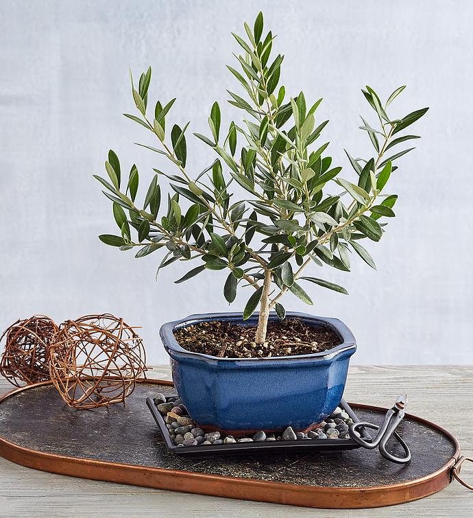 Olive Bonsai Tree Gift